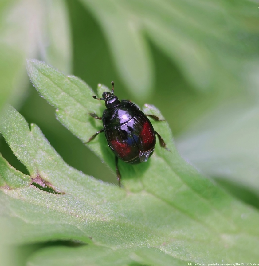 Clown Beetle 'Margarinotus purpurascens' Clown beetles (also known as Hister beetles) form the family Histeridae, a diverse family containing at least 4,200 species, just 52 of which can be found in the UK.<br />
<br />
Some Clown beetles have very specific habitats in often very specific areas but like several other Clown beetle species, Margarinotus purpurascens can be found under or in carrion, rotting vegetation or dung etc.<br />
<br />
Arriving late in dung or on carrion, the beetle feeds on the early life stages of other colonising insects.<br />
<br />
Strong flyers (spot the hint of a wing in the photo) they possess truncated elytra that leave the final two abdominal segments exposed, and characteristic geniculate (elbowed) antennae with terminal clubs.<br />
<br />
Characteristically, when disturbed or threatened they fold their appendages into grooves on their underside and play dead, often for a  considerable time.<br />
<br />
NBN records are sparse, but appear to show specific geographical concentrations in the Birmigham/Coventry area, Norfolk and (luckily for my garden) the Brighton area, with a few scattered records in outer London.<br />
<br />
 Geotagged,Margarinotus purpurascens,Spring,United Kingdom