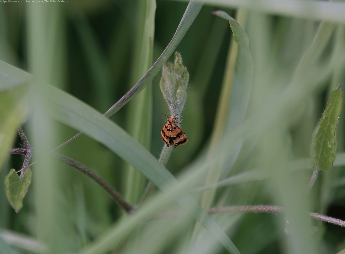 Orange Conch (Commophila aeneana) This is a tiny moth of the genus Commophila in the family Tortricidae, commonly known as Tortrix moths.<br />
<br />
C. aeneana is described by the Sussex Moth Group as "A very rare, Nationally Notable moth" with just four previous records in the Sussex area throughout the 20th century and eleven in total. <br />
<br />
Most records appear to be from the Thames basin although it appears very locally in a few areas in the south east of England.<br />
<br />
Usually a nocturnal flyer, it's known to occasionally be active during the day, as it was here, hardly camoflaged against it's background.<br />
<br />
It has distinctive golden-yellow forewings with metallic-blue raised markings.<br />
<br />
The moths fly from May to July, and the larvae live from September throughout the winter, feeding on the roots of Ragwort (Senecio jacobaea). Commophila aeneana,Geotagged,Spring,United Kingdom