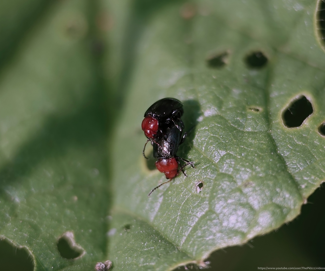 Mallow Flea Beetle (Podagrica fuscipes) There are actually two almost identical species from the genus 'Podagrica' known as 'Mallow Flea beetles'.<br />
<br />
The slightly larger of the two, sporting orange legs and palps to match the colour of the head is Podagrica fuscicornis, which is locally common in parts of southeast England and East Anglia but otherwise very local and scarce with rather isolated records scattered across England and southern Wales.<br />
<br />
Sharing a similar distribution pattern, but even less common, is P. fuscipes, a 'Scarce (Notable A) species. <br />
<br />
The photograph above shows the dark legs and palps which separates the latter species from the former.<br />
<br />
Most associated with Common Mallow (Malva sylvestris L.) but also with Musk-Mallow (M. moschata L.) and Marsh-Mallow (Althaea officinalis L.) these flightless beetles are almost always found on their host plants during a season that extends from March through to September, numbers peaking in May and June.<br />
<br />
Adults do not overwinter. Instead, larvae overwinter and emerge in the spring to produce the next generation in July. That generation in turn produces the eggs and larvae to see through the following winter in soil.<br />
 Geotagged,Mallow Flea Beetle,Podagrica fuscipes,Spring,United Kingdom