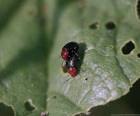 Mallow Flea Beetle (Podagrica fuscipes) There are actually two almost identical species from the genus 'Podagrica' known as 'Mallow Flea beetles'.

The slightly larger of the two, sporting orange legs and palps to match the colour of the head is Podagrica fuscicornis, which is locally common in parts of southeast England and East Anglia but otherwise very local and scarce with rather isolated records scattered across England and southern Wales.

Sharing a similar distribution pattern, but even less common, is P. fuscipes, a 'Scarce (Notable A) species. 

The photograph above shows the dark legs and palps which separates the latter species from the former.

Most associated with Common Mallow (Malva sylvestris L.) but also with Musk-Mallow (M. moschata L.) and Marsh-Mallow (Althaea officinalis L.) these flightless beetles are almost always found on their host plants during a season that extends from March through to September, numbers peaking in May and June.

Adults do not overwinter. Instead, larvae overwinter and emerge in the spring to produce the next generation in July. That generation in turn produces the eggs and larvae to see through the following winter in soil.
 Geotagged,Mallow Flea Beetle,Podagrica fuscipes,Spring,United Kingdom