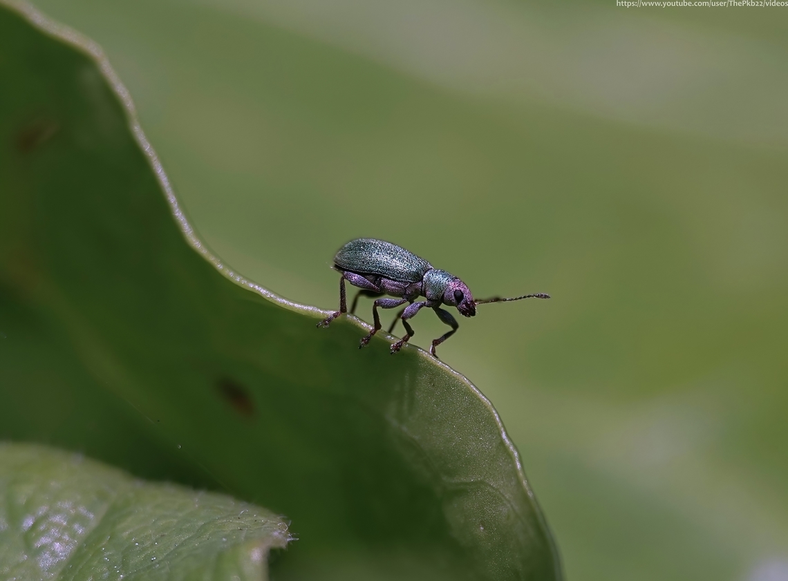 Weevil 'Pachyrhinus lethierryi' (lostiae variety) A native weevil of the Mediterranean. first recorded in the UK in 2003, from when it has since spread, usually upon plants used for domestic hedges, which is how it probably reached the UK in the first place. Records on NBN Atlas give the impression of a widespread but highly localised distribution.<br />
<br />
Elongate with a black body covered with dense green scales above and below. Generally this also applies to the teddy-bear shaped head area too, but this specimen on my Ivy demonstrated the &#039;lostiae&#039; variation where the head sometimes has puprle of pinkish scales. <br />
<br />
In this case, it&#039;s determined to be &#039;infrasubspecific&#039;, which means a classification lower than a sub-species. One not covered by a nomenclatural Code.<br />
<br />
Breeding occurs in the spring and early summer following which larvae develop in the soil among the host roots. They overwinter in soil and complete their development in the spring.<br />
<br />
<br />
<br />
                   Geotagged,Pachyrhinus lethierryi,Spring,United Kingdom