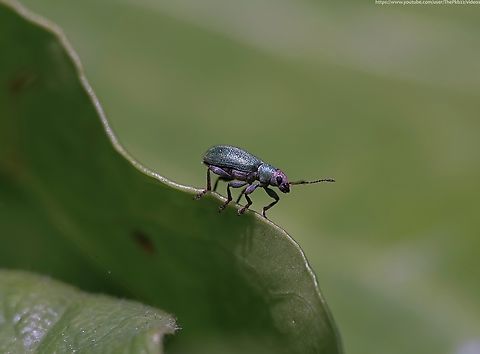 Weevil 'Pachyrhinus lethierryi' (lostiae variety) A native weevil of the Mediterranean. first recorded in the UK in 2003, from when it has since spread, usually upon plants used for domestic hedges, which is how it probably reached the UK in the first place. Records on NBN Atlas give the impression of a widespread but highly localised distribution.

Elongate with a black body covered with dense green scales above and below. Generally this also applies to the teddy-bear shaped head area too, but this specimen on my Ivy demonstrated the 'lostiae' variation where the head sometimes has puprle of pinkish scales. 

In this case, it's determined to be 'infrasubspecific', which means a classification lower than a sub-species. One not covered by a nomenclatural Code.

Breeding occurs in the spring and early summer following which larvae develop in the soil among the host roots. They overwinter in soil and complete their development in the spring.



                   Geotagged,Pachyrhinus lethierryi,Spring,United Kingdom