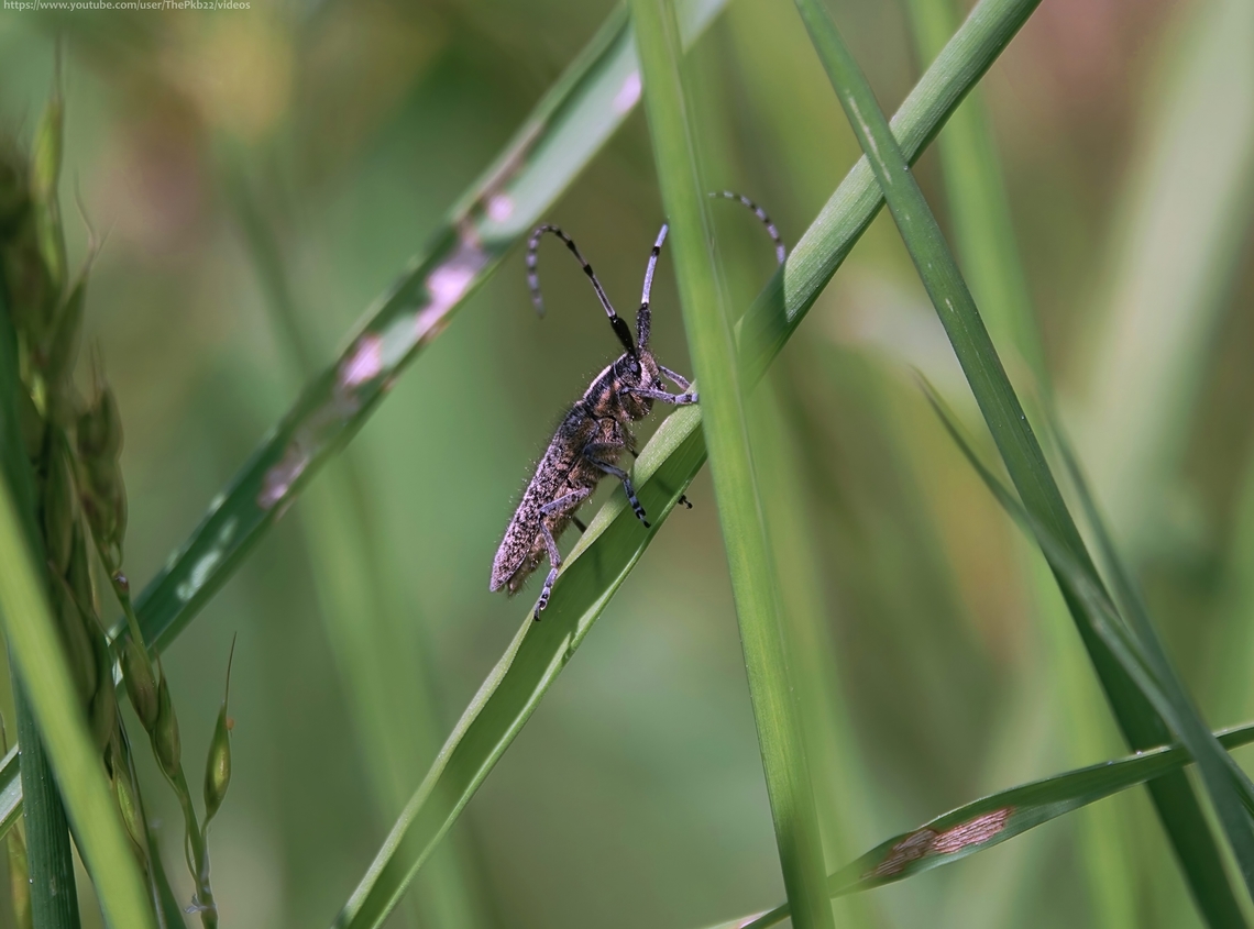 Golden-bloomed Grey Longhorn Beetle (Agapanthia villosoviridescens) For those that like wonderfully named wildlife, this one is blooming golden!<br />
<br />
At up to 22cm in length full-grown, with powder blue/black bi-coloured antennae which are longer than the body   and a golden-like sheen covering much of its body, there's no mistaking this beetle for any other. <br />
<br />
The larvae develop in the stems of various herbaceous plants, with a possible preference for thistles. This is one of only two UK beetles not to develop on woody plants. Adults feed on Cow Parsley, Nettles and Hogweed among others.<br />
<br />
Although it can be found elsewhere in England (as my discovery testifies) it appears to be most locally common across central England and East Anglia in Woodland edges and hedgerows.<br />
<br />
Adults fly between April/May and August/September, peaking in late May and June.<br />
                 Agapanthia villosoviridescens,Geotagged,Golden-bloomed grey longhorn beetle,Spring,United Kingdom