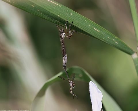 Striped Slender Robberfly (Leptogaster cylindrica) One of only two Leptogaster species in the UK, the other being the very similar-looking but scarcer L. guttiventris.

L cylindrica is a relatively common and widespread inhabitant of taller grasslands across Britain, but predominantly in the south.

Its very slight, delicate body and weak flight pattern, keeping low to the ground in tall grass, make this a very tough first-time spot.

Once 'tuned in' however, its presence becomes much more obvious and one to look out for. Note the mating pair in my photo, both hanging from a single blade of grass.

Its hovering cranefly-like flight style is slightly deceptive however, as it catches its preferred prey by suddenly springing to life, with a short spurt of energy, to grab its prey - mostly small flies, aphids, leafhoppers and spiders.

Can be seen between May and August, particularly on calm, sunny days.



 Geotagged,Leptogaster cylindrica,Spring,United Kingdom