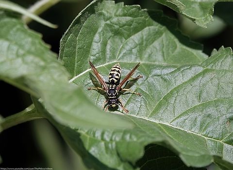 European Paper Wasp (Polistes dominula) No sooner had I got home from purchasing a couple of potted Sunflowers, laying them out on the garage roof ready to water, when a couple of wasps landed on one of them.

As I was busy I almost didn't give them a second glance or reach for my camera, but I soon grabbed it when I realised they were not your bog-standard common wasp and might be, for the UK, something a lot more exotic - European Paper Wasps.

In all honesty, I can't swear the second wasp was the same species as the first because it flew off as I was taking photos of the latter, but my brief scanning of it suggests it was?  

Luckily I managed to get a shot of its face, which allowed me to ID it as Polistes dominula.

Although the most common Paper wasp on the continent, this is a rare find in the UK, with suspected occasional attempts to establish itself not yet having succeeded. NBN currently has just 27 confirmed records, but it's possible its presence goes unnoticed or unrecorded?

Considered a non-aggressive social wasp species it's capable of stinging if, for example its nest is threatened. 

Nests consist of wood pulp and saliva, forming spheres with visible hexagonal cells for eggs. Once a cell is filled with a fertilized egg, it is given an orb-like white cap. When larvae hatch, they are fed chewed up pieces of caterpillars by worker wasps.

Looking like a cross between a common social wasp and a Mason wasp, Paper wasps are generally slimmer with noticeably slimmer waists.

Adults drink flower nectar and occasionally rotting fruit.

 European paper wasp,Geotagged,Polistes dominula,Summer,United Kingdom