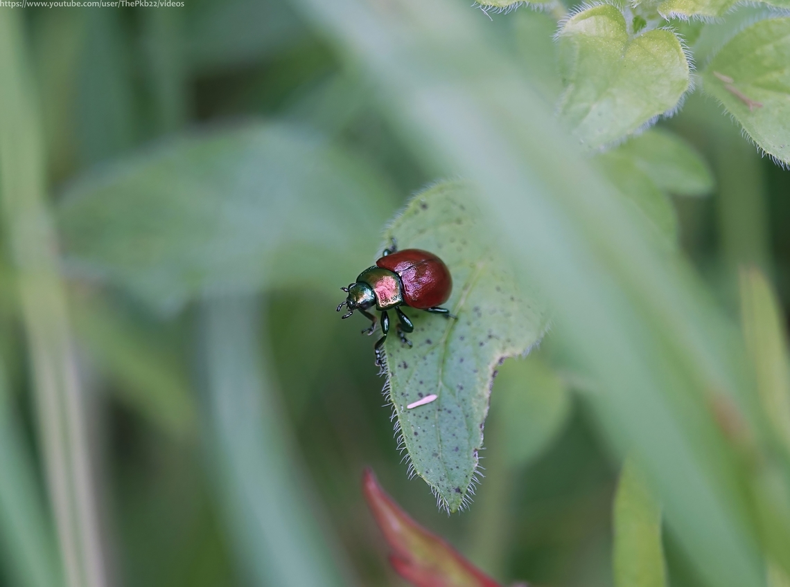 Knotgrass Beetle (Chrysolina polita) You&#039;d have thought that something this colourful and classified as &#039;common and widespread&#039; (although recently declined) might have made itself known to me before today, given how much time I spend staring into swathes of long grass and vegetation?<br />
<br />
So common, it&#039;s apparently considered the most common of the 19 species of the genus &#039;Chrysolina&#039; found in the UK. Many are equally brightly coloured.<br />
<br />
Not at all. Given it&#039;s not a beetle one is likely to forget with its finely punctured red elytra set against a mostly metallic green body and legs, I&#039;m certain was my first encounter with this large (up to 9mm) Leaf beetle. <br />
<br />
Found in a variety of habitats feeding on mints, nettles and Ivy, adults emerge in March or April and remain active through to October or November, overwintering in grass tussocks, in or under logs and bark or in general leaf litter.<br />
<br />
Adults and larvae both feed on leaves, while adults may also feed on pollen?<br />
<br />
<br />
                          Chrysolina polita,Geotagged,Summer,United Kingdom