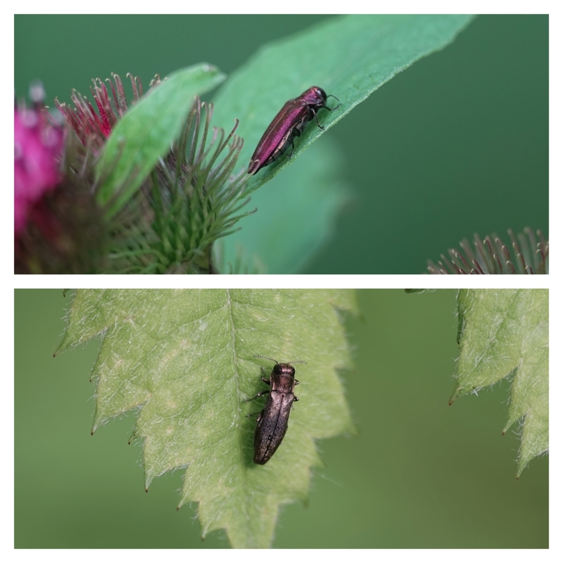Hawthorn Jewel Beetle (Agrilus sinuatus) Agrilus is a genus of beetles belonging to the family Buprestidae (Jewl Beetles). Species in this family are usually brightly coloured and always have some iridescence, created by helical nanostructures.<br />
<br />
Although the family consists of approx. 1500 species, just 17 are native to the UK, all of which are found locally in the warmer south, on or around Hawthorn, mostly between June and September.<br />
<br />
Measured between 5mm and 10mm, adults are a shiny metallic reddish purple, with large black eyes, although colours can vary as seen above.<br />
<br />
Despite their obvious sheen, they are easily disturbed and can thus be difficult to find.<br />
<br />
The larvae feed on dead or dying Hawthorn, producing a snaky, zig-zag pattern, while emerging adults leave characteristic d-shaped holes.<br />
<br />
 Agrilus sinuatus,Geotagged,United Kingdom