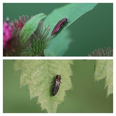 Hawthorn Jewel Beetle (Agrilus sinuatus) Agrilus is a genus of beetles belonging to the family Buprestidae (Jewl Beetles). Species in this family are usually brightly coloured and always have some iridescence, created by helical nanostructures.

Although the family consists of approx. 1500 species, just 17 are native to the UK, all of which are found locally in the warmer south, on or around Hawthorn, mostly between June and September.

Measured between 5mm and 10mm, adults are a shiny metallic reddish purple, with large black eyes, although colours can vary as seen above.

Despite their obvious sheen, they are easily disturbed and can thus be difficult to find.

The larvae feed on dead or dying Hawthorn, producing a snaky, zig-zag pattern, while emerging adults leave characteristic d-shaped holes.

 Agrilus sinuatus,Geotagged,United Kingdom
