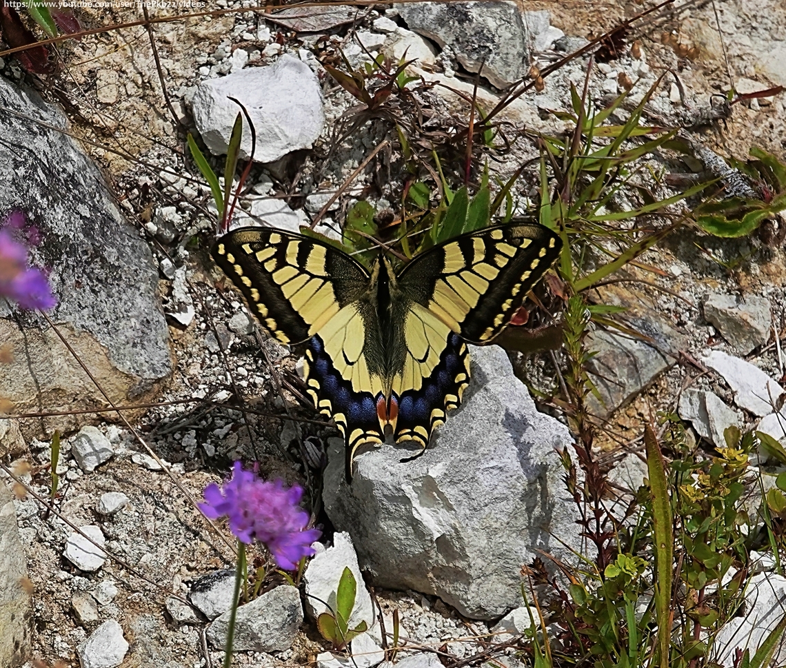 Continental Swallowtail (Papilio machaon gorganus) Although widespread and common in much of Europe and the entire Palearctic region, this is a very rare visitor to the UK. Indeed, the British sub-species, P.M. britannicus is itself very rare and restricted to a small corner of the Broads and Fens of north Norfolk.<br />
<br />
Elsewhere, there are generally a very small number (in single figures) of reports of Papilio machaon gorganus seen in the wild on the south coast of England each year, so to be one of the lucky one's in 2023 was fortunate indeed.<br />
<br />
To learn more about the Continental Swallowtail and how it differs from its British cousin, check out this video on my YouTube Wildlife Channel: <section class="video"><iframe width="448" height="282" src="https://www.youtube-nocookie.com/embed/QUD-h_nn6Gw?hd=1&autoplay=0&rel=0" frameborder="0" allowfullscreen></iframe></section>                   Geotagged,Papilio machaon gorganus,Summer,United Kingdom