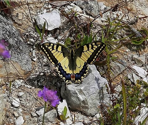 Continental Swallowtail (Papilio machaon gorganus) Although widespread and common in much of Europe and the entire Palearctic region, this is a very rare visitor to the UK. Indeed, the British sub-species, P.M. britannicus is itself very rare and restricted to a small corner of the Broads and Fens of north Norfolk.

Elsewhere, there are generally a very small number (in single figures) of reports of Papilio machaon gorganus seen in the wild on the south coast of England each year, so to be one of the lucky one's in 2023 was fortunate indeed.

To learn more about the Continental Swallowtail and how it differs from its British cousin, check out this video on my YouTube Wildlife Channel: https://www.youtube.com/watch?v=QUD-h_nn6Gw                   Geotagged,Papilio machaon gorganus,Summer,United Kingdom