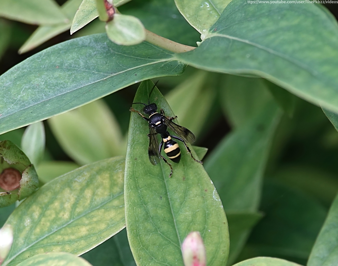 Two-banded Hopper Wolf (Lestiphorus bicinctus) At this time of the year, there are so many flying insects swarming around the garden one has to remain really focussed (pun intended) to spot anything out of the &#039;ordinary&#039;.<br />
<br />
This predominently black and yellow Sand wasp caught my eye, both for its markings and for energetically and speedily darting in and out of vegetation, jumping from leaf to leaf as it did so.<br />
<br />
Previously known as Gorytes bicintatus, Lestiphorus bicinctus is an elusive, nationally scarce predator of Cercopidae, commonly known as Froghoppers or Spittlebugs. This one is in luck, because my garden is full of them at this moment in time.<br />
<br />
There are several distinguishing features that identify this species, the most obvious being the darkened patches on the forewings, clearly visible in this photgrapaph.<br />
<br />
Flying in a single generation from June to October, it might be found in a variety of habitats featuring bramble or scrub.<br />
<br />
Nesting in a burrow dug into light soils, the nest will be lined with prey upon which its larvae will feed. <br />
<br />
Other than that, little is known about their ecology. Geotagged,Lestiphorus bicinctus,Summer,United Kingdom