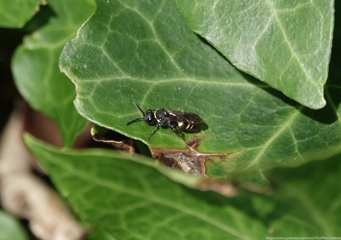Six-spotted Wasp-cuckoo (Nysson trimaculatus) In quite close attendance to the Sand wasp, the Two-banded Hopper Wolf (Lestiphorus bicinctus) I featured in a post yesterday, I found this equally nationally scarce kleptoparasitic Digger wasp, 'Nysson trimaculatus' which, wouldn't you know, uses the former as its host species in the south of England.<br />
<br />
In the absence of L. bicinctus in the north, N trimaculatus is a cleptoparasite of the sand wasp Gorytes quadrifasciatus.<br />
<br />
Other than knowing it's diurnal and flies from early June to early September in habitats which closely mirror that of its hosts, little else is known about its ecology.<br />
<br />
               Geotagged,Nysson tri,Nysson tristis,Summer,United Kingdom
