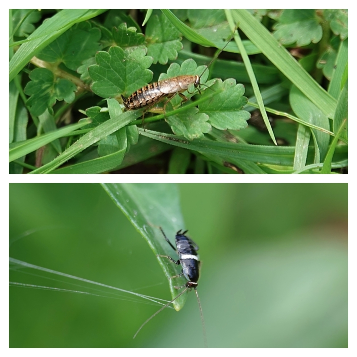 Lesser Cockroach (Capraiellus panzeri) Sometimes also known as the Forest Cockroach and previously known as Ectobius sylvestris, this is a native UK and European species. Although a &#039;cockroach&#039;, it&#039;s not directly related to the cockroaches so many fear, belonging instead to the Ectobiidae family (formerly the Blattellidae family) of non-cosmopolitan cockroaches.<br />
<br />
It&#039;s predominantly found on the southern coastlines of the both the UK and northern France, particularly maritime cliffs, sand dunes or extensive stabilised &amp; vegetated shingle beaches. However, it will also venture inland to nearby dry heathland or chalk grassland.<br />
<br />
Although an insect, C. panzeri lifecycle doesn&#039;t involve the usual full metamorphosis, Instead, it goes from egg - 5 or 6 nymph instars - adult, meaning it doesn&#039;t undergo a pupa/cocoon stage.<br />
<br />
The Lesser Cockroach has a dark brown/black coloured pronotum with bright, transparent edges. The brownish forewings display some small dark spots in the middle of the wing. Males with fully developed forewings covering the whole abdomen are able to fly, while the females have much shorter wings which prevent them from flying.<br />
<br />
Females at 9-14mm are slightly larger than the males at 7-11mm.<br />
<br />
Adults can be found from between July and October.<br />
<br />
 Capraiellus panzeri,Geotagged,Lesser Cockroach,United Kingdom