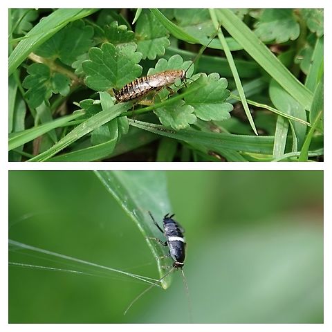 Lesser Cockroach (Capraiellus panzeri) Sometimes also known as the Forest Cockroach and previously known as Ectobius sylvestris, this is a native UK and European species. Although a 'cockroach', it's not directly related to the cockroaches so many fear, belonging instead to the Ectobiidae family (formerly the Blattellidae family) of non-cosmopolitan cockroaches.

It's predominantly found on the southern coastlines of the both the UK and northern France, particularly maritime cliffs, sand dunes or extensive stabilised & vegetated shingle beaches. However, it will also venture inland to nearby dry heathland or chalk grassland.

Although an insect, C. panzeri lifecycle doesn't involve the usual full metamorphosis, Instead, it goes from egg - 5 or 6 nymph instars - adult, meaning it doesn't undergo a pupa/cocoon stage.

The Lesser Cockroach has a dark brown/black coloured pronotum with bright, transparent edges. The brownish forewings display some small dark spots in the middle of the wing. Males with fully developed forewings covering the whole abdomen are able to fly, while the females have much shorter wings which prevent them from flying.

Females at 9-14mm are slightly larger than the males at 7-11mm.

Adults can be found from between July and October.

 Capraiellus panzeri,Geotagged,Lesser Cockroach,United Kingdom