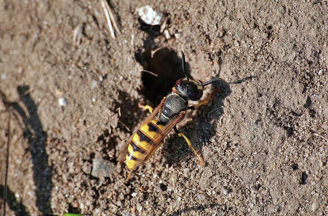 European Beewolf (Philanthus triangulum) I have previously featured the male of this species on Jungledragon here: <figure class="photo"><a href="https://www.jungledragon.com/image/101645/european_bee_wolf_philanthus_triangulum.html" title="European Bee Wolf (Philanthus Triangulum)"><img src="https://s3.amazonaws.com/media.jungledragon.com/images/4367/101645_thumb.JPG?AWSAccessKeyId=05GMT0V3GWVNE7GGM1R2&Expires=1763596810&Signature=1AloCQbn8zdAHb%2BEnH0kDVdRQcI%3D" width="200" height="170" alt="European Bee Wolf (Philanthus Triangulum) What a fascinating little wasp this is, with more of interest than can be encapsulated in a few short lines. Particularly at 1am when my fingers are making typing feel like mixing treacle.<br />
<br />
There&#039;s more information with this video, but if you don&#039;t know much about the Bee Wolf, I urge you to find out more.<br />
<br />
https://www.youtube.com/watch?v=MQb2CyL5F-o European beewolf,Geotagged,Philanthus triangulum,Summer,United Kingdom" /></a></figure>, but the real star of the show are the females who go to quite remarkable lengths to ensure the preservation of the next generation and therefore the species.<br />
<br />
The starting point is a potentially three day dig underground which you can witness here, as well as reading in great detail what then follows: <section class="video"><iframe width="448" height="282" src="https://www.youtube-nocookie.com/embed/OkP5e5PyRL4?hd=1&autoplay=0&rel=0" frameborder="0" allowfullscreen></iframe></section> European beewolf,Geotagged,Philanthus triangulum,Summer,United Kingdom