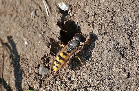 European Beewolf (Philanthus triangulum) I have previously featured the male of this species on Jungledragon here: https://www.jungledragon.com/image/101645/european_bee_wolf_philanthus_triangulum.html, but the real star of the show are the females who go to quite remarkable lengths to ensure the preservation of the next generation and therefore the species.

The starting point is a potentially three day dig underground which you can witness here, as well as reading in great detail what then follows: https://www.youtube.com/watch?v=OkP5e5PyRL4 European beewolf,Geotagged,Philanthus triangulum,Summer,United Kingdom