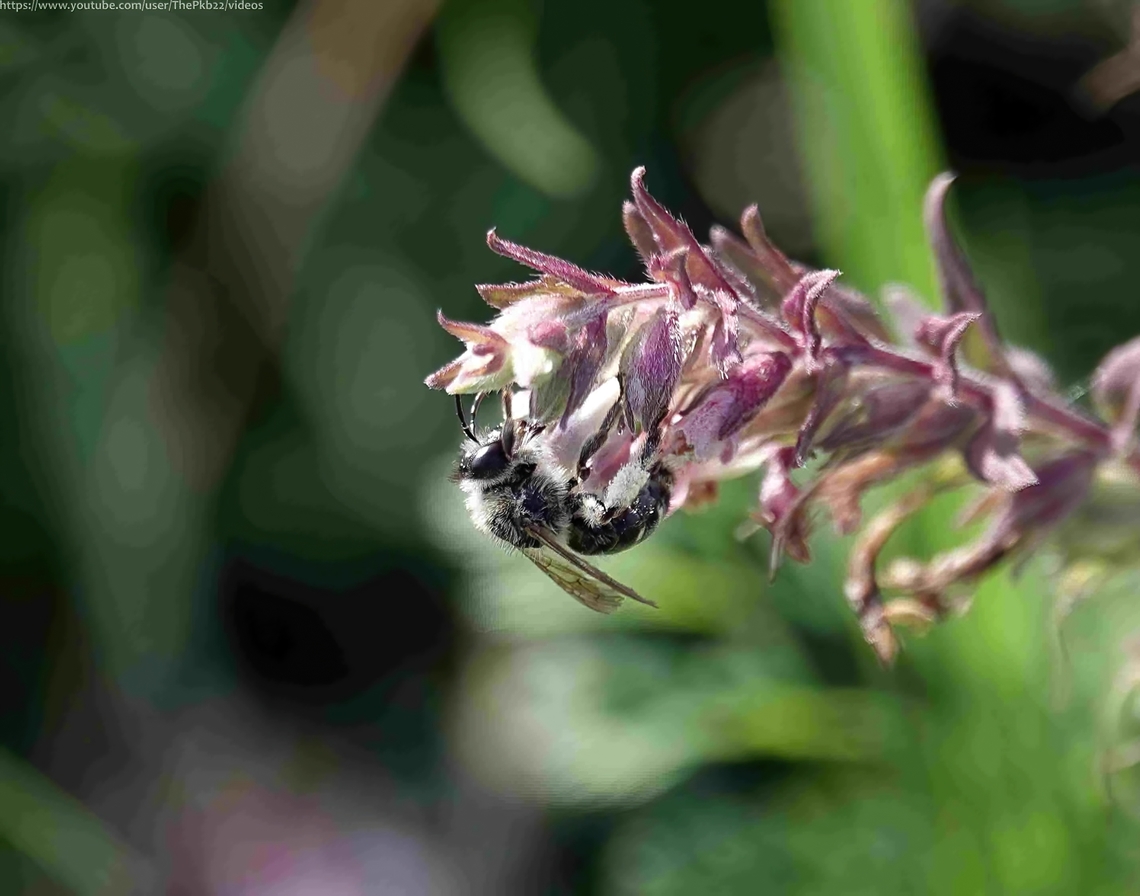 Red Bartsia Blunthorn Bee (M tricincta) There are just four species of Blunthorn bees in the UK, named with reference to the final segment of their antennae, which are truncated. Their mouthparts also differ from Andrena (Mining) bees, which they most closely resemble.<br />
<br />
As the name suggests, this bee relies almost exclusively on the wildflower, Red Bartsia. However, despite their food plant being present pretty much nationwide, the bee is only locally common and restricted predominantly to the south eastern corner of the UK, probably due to other environmental factors. In particular, it prefers chalk grassland or occasionally, open broad-leaved woodland on chalky soils.<br />
<br />
It flies between late July and September, matching the flowering period of Red Bartsia, around which males will sometimes congregate waiting to pounce on passing females.<br />
<br />
Other than knowing it nests in burrows dug into soil, little else in known about their ecology.                        Geotagged,Melitta tricincta,Red Bartsia Blunt-Horn,Summer,United Kingdom