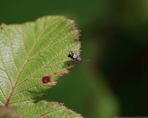 Clover Seed Moth (Grapholita compositella) This attrective Tortricid is known as the Triple-stripe Piecer, which is a little odd given it clearly sports four stripes, not three?

If you look really closely at the rear of the wings. it also has a leaden metallic patch, or ocellus, on each one.

A bivoltine moth with flight periods of May & June and again in late July and August, the larvae live in both the younger parts of hollow stems and among spun leaves, feeding in the seed-pods of Clover.

Very scattered and local across the UK, usually appearing singly. In Sussex there are few records and numbers appear to be declining. Geotagged,Grapholita compositella,Summer,United Kingdom