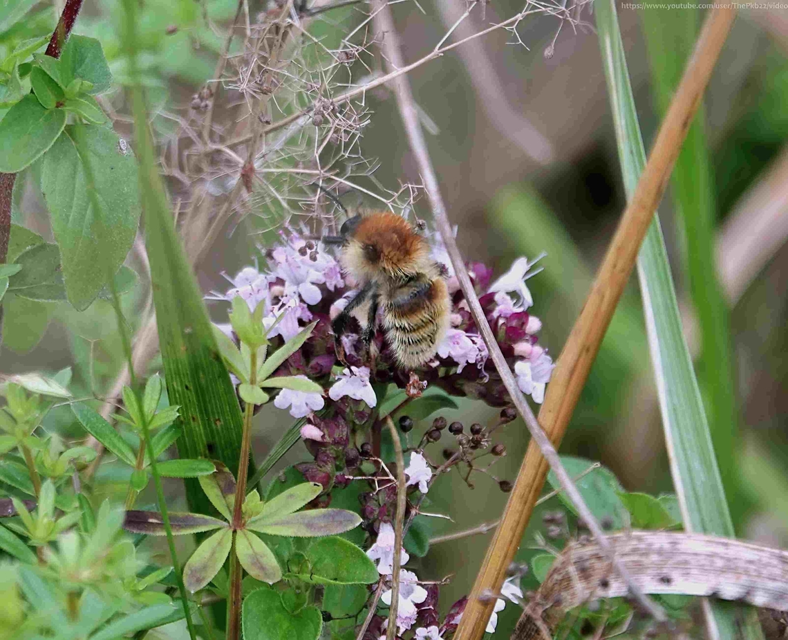 Brown-banded Carder Bee (Bombus humilis) For most of the summer months the bee I see most frequently is the uncommonly common Common Carder Bee (Bombus pascuorum) a bee that can vary both in size and markings, particularly when worn.<br />
<br />
I have to keep reminding myself of the possibility that among them there might be flying the much rarer Bombus humilis.<br />
<br />
I thought i had spotted one just a week ago, but it was a worn individiual and the photographs were not conclusive.<br />
<br />
Such was my relief then when I instantly recognised this much fresher-looking bee as it foraged close by a few days later.<br />
<br />
Carder bees are generally  more tolerant of human presence, so I had time to both photograph and film it, the result of which you can see here: <section class="video"><iframe width="448" height="282" src="https://www.youtube-nocookie.com/embed/UzJX8qdyPpw?hd=1&autoplay=0&rel=0" frameborder="0" allowfullscreen></iframe></section><br />
 Bombus humilis,Brown-banded carder bee,Geotagged,Summer,United Kingdom