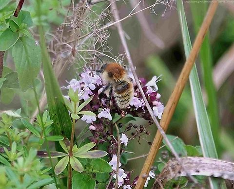 Brown-banded Carder Bee (Bombus humilis) For most of the summer months the bee I see most frequently is the uncommonly common Common Carder Bee (Bombus pascuorum) a bee that can vary both in size and markings, particularly when worn.

I have to keep reminding myself of the possibility that among them there might be flying the much rarer Bombus humilis.

I thought i had spotted one just a week ago, but it was a worn individiual and the photographs were not conclusive.

Such was my relief then when I instantly recognised this much fresher-looking bee as it foraged close by a few days later.

Carder bees are generally  more tolerant of human presence, so I had time to both photograph and film it, the result of which you can see here: https://www.youtube.com/watch?v=UzJX8qdyPpw
 Bombus humilis,Brown-banded carder bee,Geotagged,Summer,United Kingdom