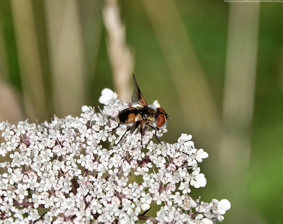 Tachinid Fly (Ectophasia crassipennis)  E crassipennis is a very recent arrival in the UK with the first 4 records made in 2019.<br />
<br />
Alhough now establishing itself along the south coast of England and slowly northwards, recorded numbers are still very low.<br />
<br />
Measuring between 6 &amp; 9mm, this species is notable for its sexual dimorphism and variations in appearance. <br />
<br />
Generally females, seen in this photo, are smaller than males and have an oval shaped abdomen, while the male's abdomen is noticeably flattened by comparison. Females have a single darkened patch on the wing, while the wings of the male are dark around the edges with a small central spot in the middle.<br />
<br />
Adults are usually seen on the flowers of umbellifers, while the larvae are parasites of Pentatomids &amp; Acanthosomatids (Shieldbugs).<br />
<br />
 Ectophasia crassipenis,Ectophasia crassipennis,Geotagged,Summer,United Kingdom