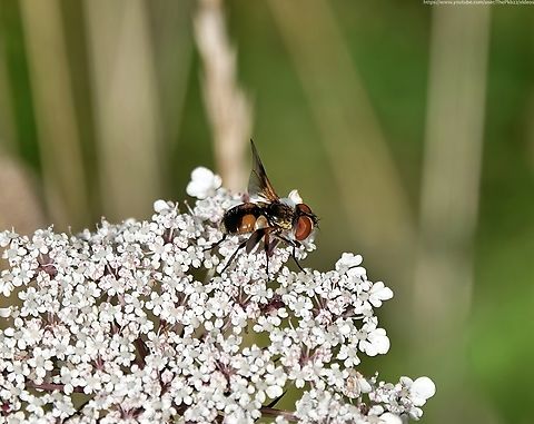 Tachinid Fly (Ectophasia crassipennis)  E crassipennis is a very recent arrival in the UK with the first 4 records made in 2019.

Alhough now establishing itself along the south coast of England and slowly northwards, recorded numbers are still very low.

Measuring between 6 & 9mm, this species is notable for its sexual dimorphism and variations in appearance. 

Generally females, seen in this photo, are smaller than males and have an oval shaped abdomen, while the male's abdomen is noticeably flattened by comparison. Females have a single darkened patch on the wing, while the wings of the male are dark around the edges with a small central spot in the middle.

Adults are usually seen on the flowers of umbellifers, while the larvae are parasites of Pentatomids & Acanthosomatids (Shieldbugs).

 Ectophasia crassipenis,Ectophasia crassipennis,Geotagged,Summer,United Kingdom