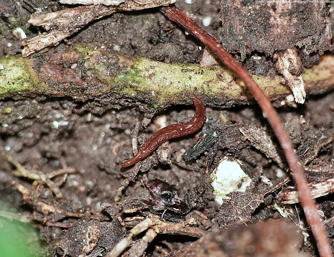 Many-eyed Flatworm (Marionfyfea adventor) This is a find to be rightly a little excited (and perhaps a little concerned) by.<br />
<br />
Marionfyfea adventor, a small terrestial flatworm, is a new species first discovered and described in the UK (and a small handful of European countries) as recently as 2016. There are still only 16 records on NBN Atlas.<br />
<br />
M. adventor belongs to a genus of which there is only one other known species, &#039;Marionfyfea carnleyi&#039;, found in the sub-antarctic islands of New Zealand. A species itself only first described in 1953. It&#039;s thought M. adventor may have originally been accidentally introduced to Europe some time ago, but lay undiscovered?<br />
<br />
I found this individual while I was photographing a Notiophilus sp. beetle at the base of a dead tree stump in a nearby woodland clearing from which Ash-dieback infected trees had been removed last year.<br />
<br />
Marionfyfea advetor measures about 1 to 2 cm in length when extended. The dorsum is cream-coloured and has two broad dark brown lateral stripes, while the venter is uniformly cream. They have multiple eyes are arranged in a single row around the body margin, being more concentrated at the anterior end. <br />
<br />
Unfortunately, of around 21 species of terrestrial flatworms in the UK, just FOUR are native with most invasive species like this one, originating from Australia and New Zealand.<br />
<br />
Since the majority feed on the earthworms so critical both to the ecosystem and to the food chain they pose a potentially serious threat.<br />
                               Geotagged,Marionfyfea adventor,Summer,United Kingdom