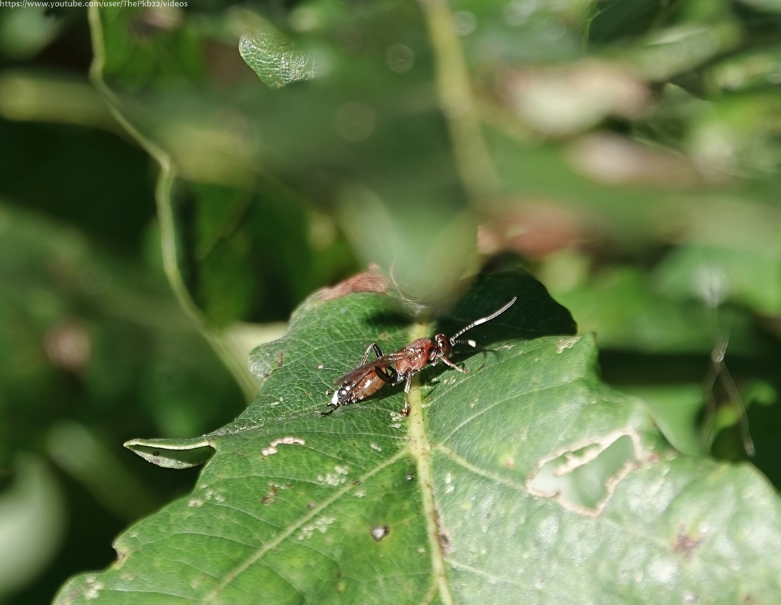 Ichnemon Wasp 'Crytea sanguinator' As soon as I saw this wasp land on an old Oak tree I knew I hadn&#039;t seen one before. Given what I later found out about its rarity, that was hardly surprising. However, it was slightly frustrating I couldn&#039;t either get closer or get an angle where the light was less glaring.<br />
<br />
Fortunately, it was possble to identify it as one of only two species of the genus Crytea to be found in the UK with this species at just 16 NBN records, more common than Crytea erythraea, with just 4.<br />
<br />
The two are very similar, the main visible identifiers being the colours of tergite , which on C. erythraea is black, whereas that of C. sanguinator is red, and the rear coxae, which are red on C. erythraea and black on Crytea sanguinator, visible here.<br />
<br />
While little information is available on this wasp&#039;s ecology, it&#039;s known to emerge around April time on the continent where it&#039;s more common, and is usually found in meadows or grassland. Here it tends to stay close to the ground in vegetation, looking for larvae of its host species, which includes moths from the families &#039;Depressariinae&#039; (Flat-bodied moths) &amp; &#039;Noctuidae&#039; (Owlet moths).<br />
<br />
<br />
<br />
<br />
<br />
 Crytea sanguinator,Fall,Geotagged,United Kingdom