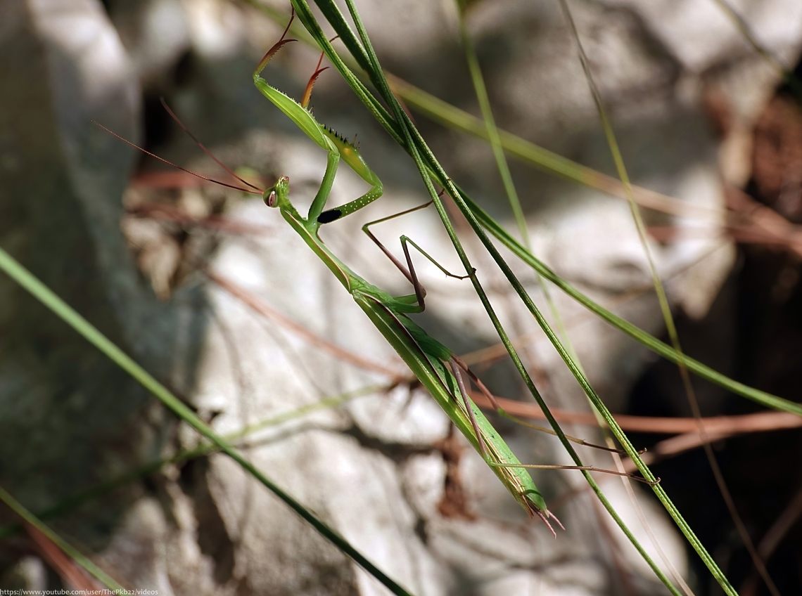 European Praying Mantis (Mantis religiosa) After an enforced absence of four years, I recently got to visit a couple of sisters &amp; other family members in the mountains about an hour away from Naples, which I&#039;m told is in Italy?<br />
<br />
Much to their collective surprise, both a mad dog and this Englishman went out in the midday (+30c) sun to look for local wildlife.<br />
<br />
The first of several treats was this European Praying Mantis (Mantis religiosa).<br />
<br />
And what an experience it was given Mantids do not extend as far as the UK, although that may be set to change, and this was my first Mantis experience in the wild.<br />
<br />
<section class="video"><iframe width="448" height="282" src="https://www.youtube-nocookie.com/embed/CaAeVSPvEyM?hd=1&autoplay=0&rel=0" frameborder="0" allowfullscreen></iframe></section><br />
<br />
                          European Mantis,Fall,Geotagged,Italy,Mantis religiosa