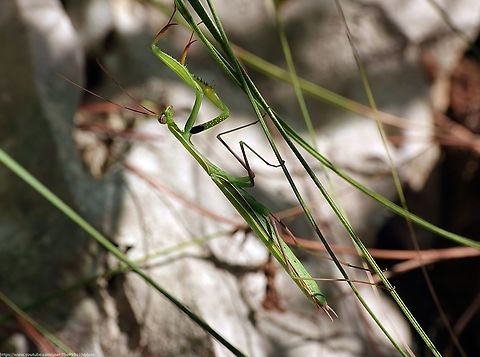 European Praying Mantis (Mantis religiosa) After an enforced absence of four years, I recently got to visit a couple of sisters & other family members in the mountains about an hour away from Naples, which I'm told is in Italy?

Much to their collective surprise, both a mad dog and this Englishman went out in the midday (+30c) sun to look for local wildlife.

The first of several treats was this European Praying Mantis (Mantis religiosa).

And what an experience it was given Mantids do not extend as far as the UK, although that may be set to change, and this was my first Mantis experience in the wild.

https://www.youtube.com/watch?v=CaAeVSPvEyM

                          European Mantis,Fall,Geotagged,Italy,Mantis religiosa