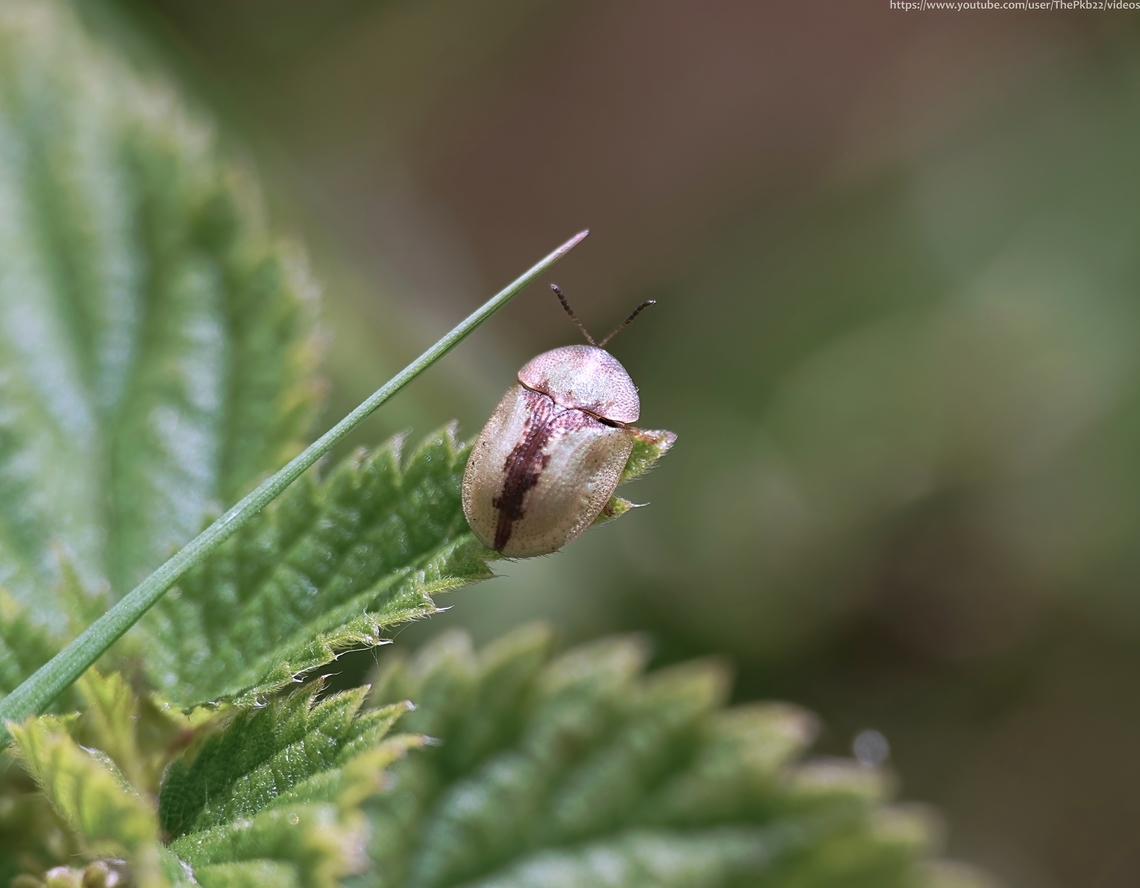 Tortoise Beetle (Cassida vibex) There are approx. 7,200 classified, highly variable and often very colourful species contained in the sub-family Cassidinae (Tortoise beetles) of which just 14 are to be found in the UK. <br />
<br />
C. vibex is widespread and common in the southern half of the UK, preferring a warmer, dryer environment than that of the north.<br />
<br />
This is a small (5.5 - 7mm) flattened beetle who's colouring, which varies between green and the very light green seen here, provides better camouflage than many of its compatriots. making it very easy to miss.<br />
<br />
It can be found in various habitats including most types of grassland living primarily on thistles and knapweeds, but also burdocks and artichokes.<br />
<br />
Reproduction takes place between April and July with adults present until September or October after which they overwinter in leaf litter, occasionally emerging on warmer days.<br />
<br />
When threatened the beetle will retreat under its shell (like a tortoise) until the threat has passed. <br />
<br />
  Cassida vibex,Geotagged,Summer,United Kingdom
