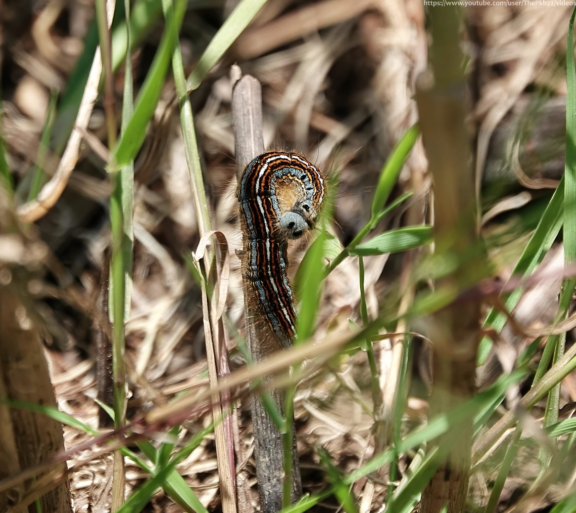 Lackey Moth (Malacosoma neustria) With a mask-like blue face that wouldn't look entirely out of place in a horror movie, the caterpillar of the Lackey moth is definitely one that's unlikely to be forgotten once you've seen one.<br />
<br />
This fully grown individual was in the process of finding a suitable place in which to pupate. Part of a lifecycle described in more detail here: <section class="video"><iframe width="448" height="282" src="https://www.youtube-nocookie.com/embed/t0TQIkWUGYM?hd=1&autoplay=0&rel=0" frameborder="0" allowfullscreen></iframe></section>                  Geotagged,Lackey,Malacosoma neustria,Summer,United Kingdom