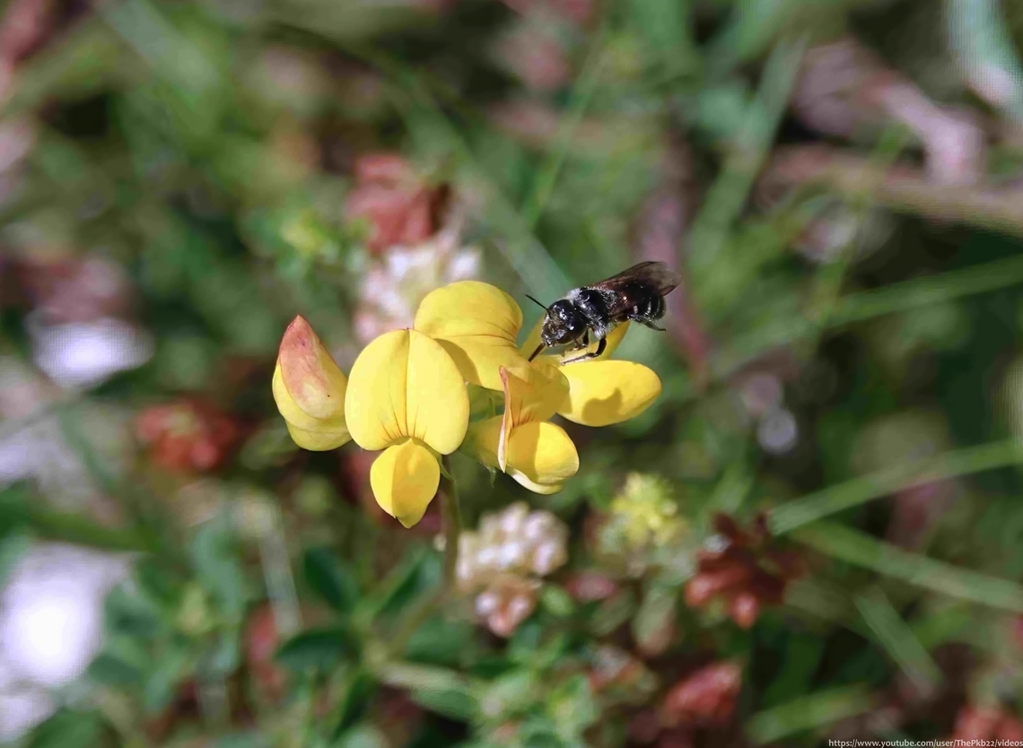 Welted Lesser Mason Bee (Hoplitis claviventris) We all like surprises. <br />
<br />
Like the surprise of finding out that little bee photograph among many bee photographs is a species you haven&#039;t comer across before.<br />
<br />
H. claviventris is one of only two Lesser Mason Bee species in the UK. An easily overlooked small Osmia-like species found locally from May to late summer throughout the south of England in particular, but extending north to Cumbria.<br />
<br />
It prefers calcareous grassland, heathland, sand dunes, vegetated shingle &amp; woodland etc. where flower rich sites can be found and in particular those rich with Bird&#039;s-foot Trefoils for pollen. It will also feed on nectar from Buttercups, Red Clover, Horseshoe Vetch and others.<br />
<br />
Nesting occurs in the woody hollow stems of Bramble and Roses and less commonly herbaceous species like Ragworts and Thistles. <br />
  Geotagged,Hoplitis claviventris,Summer,United Kingdom,Welted Mason Bee
