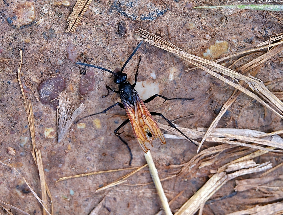 Tarantula Hawk Wasp (Pepsis thisbe) While many of us probably have respect for Tarantula spiders, I bet there aren&#039;t that many that would feel sorry for them?<br />
<br />
After reading the description that accompanies the video of this particularly fearsome wasp, you might.....just a little?<br />
<br />
<section class="video"><iframe width="448" height="282" src="https://www.youtube-nocookie.com/embed/Fv7kMlhtrbU?hd=1&autoplay=0&rel=0" frameborder="0" allowfullscreen></iframe></section>                  Fall,Geotagged,Pepsis thisbe,United States