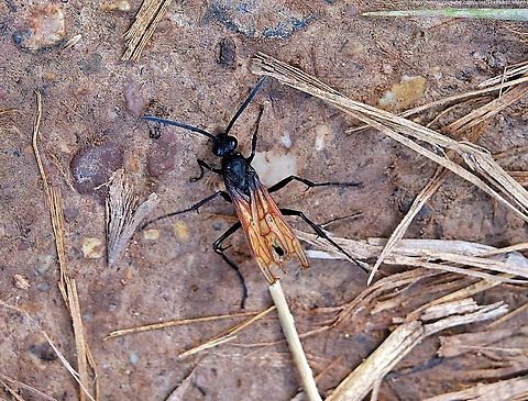 Tarantula Hawk Wasp (Pepsis thisbe) While many of us probably have respect for Tarantula spiders, I bet there aren't that many that would feel sorry for them?

After reading the description that accompanies the video of this particularly fearsome wasp, you might.....just a little?

https://www.youtube.com/watch?v=Fv7kMlhtrbU                  Fall,Geotagged,Pepsis thisbe,United States
