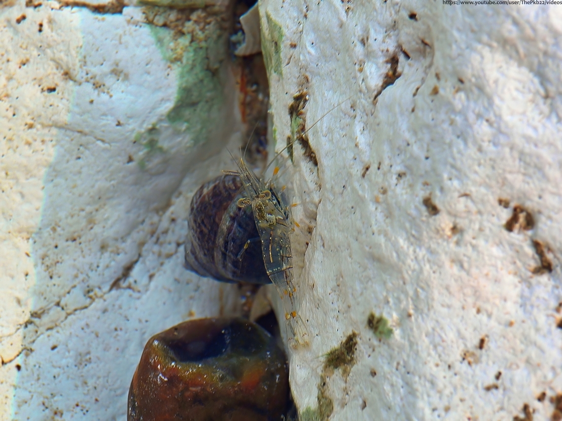 Rockpool Shrimp (Palaemon elegans) Sometimes I forget the UK is surrounded by water and that I live near the sea, because of course, the sea is (still) full of life, including these little beauties just feet from the shore at certain times of the year, when the tide goes out.<br />
<br />
Read all about them here:<br />
<section class="video"><iframe width="448" height="282" src="https://www.youtube-nocookie.com/embed/XYAZOG6mPFw?hd=1&autoplay=0&rel=0" frameborder="0" allowfullscreen></iframe></section> Geotagged,Palaemon elegans,Rockpool Prawn,United Kingdom