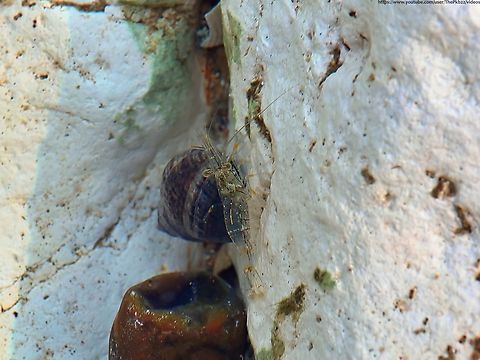 Rockpool Shrimp (Palaemon elegans) Sometimes I forget the UK is surrounded by water and that I live near the sea, because of course, the sea is (still) full of life, including these little beauties just feet from the shore at certain times of the year, when the tide goes out.

Read all about them here:
https://www.youtube.com/watch?v=XYAZOG6mPFw Geotagged,Palaemon elegans,Rockpool Prawn,United Kingdom