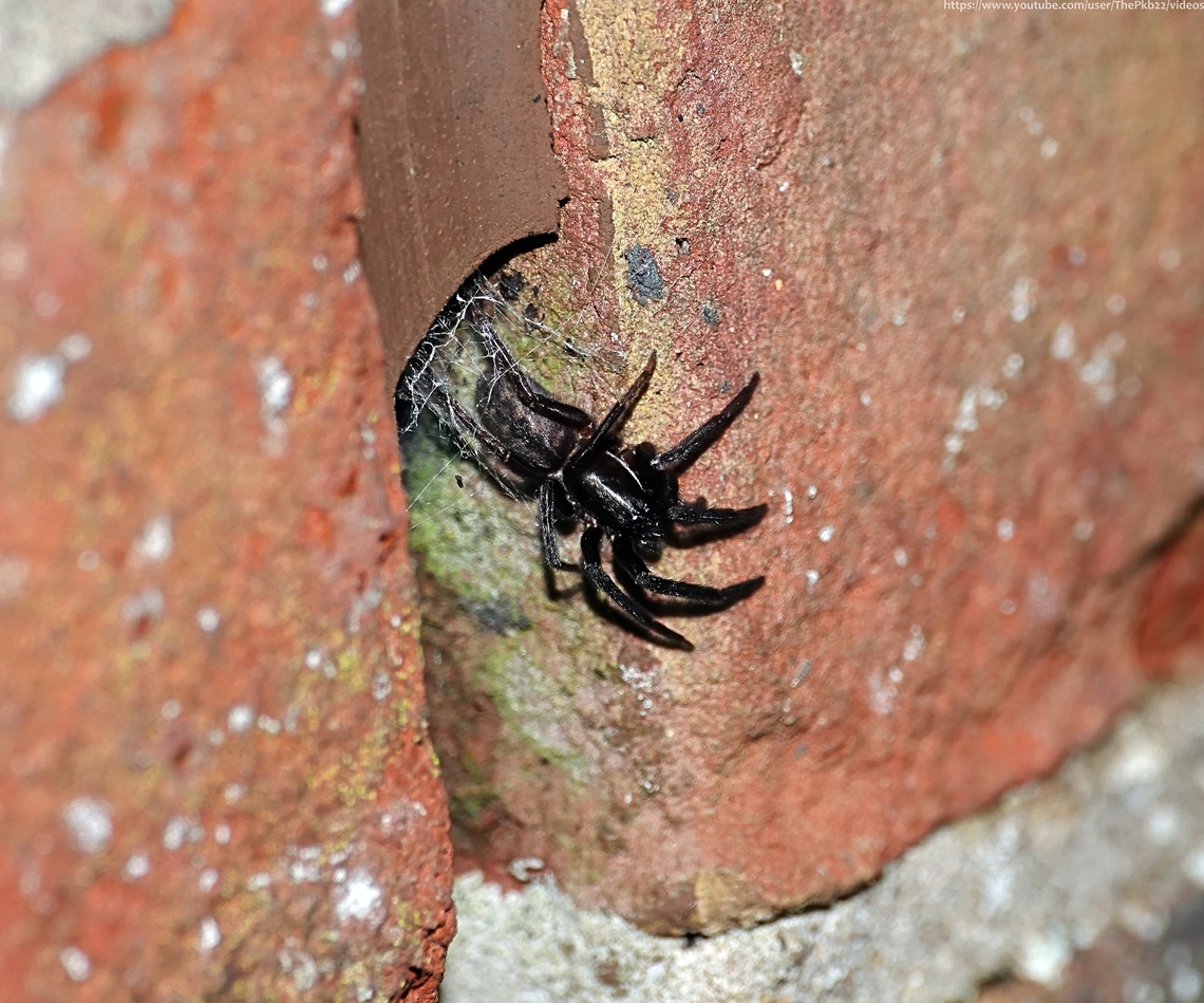 Green-fanged Tube-web Spider (Segestria florentina) Welcome to Europes largest Tube-web spider (Segestriidae) with females sometimes reaching up to 22mm in length.<br />
<br />
In the UK this is a scarce species largely restricted to the coastal areas in the south of the UK, although it has recently started to expand its range further inland.          .<br />
<br />
Uniformly dark, with the males darker than the females, other than the chelicerae (the jaws) that have a characteristic metallic green iridescence which distinguishes this species from other Segestria species. Although not visible in this photo they can sometimes be seen with a torch at night while the spider is sitting in the entrance to its tube-web and you catch it just right.<br />
<br />
As this photo does demonstrate, a pattern is sometimes visible on the abdomen; a longitudinal line of large joined spots similar to others in the genus.<br />
<br />
Most commonly found hiding in a silk-lined tube, usually located above ground level, in a suitable hole or crevice, such as that in the photo. The entrance is usually surrounded by a radiating wheel-like web, the silk lines of which serve as trip-wires, alerting the inhabitant to passing invertebratesupon which it will pounce and drag back into its retreat.<br />
<br />
Females in paryicular are sedentary, but males can be seen at certain times wandering in the hope of finding a female and may even wander into houses.<br />
<br />
Although generally elusive, it is an aggressive species with a bite capable of piercing human skin, so one to be treated with respect. Fall,Geotagged,Segestria  florentina,Segestria florentina,United Kingdom