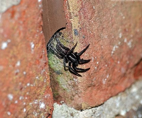 Green-fanged Tube-web Spider (Segestria florentina) Welcome to Europes largest Tube-web spider (Segestriidae) with females sometimes reaching up to 22mm in length.

In the UK this is a scarce species largely restricted to the coastal areas in the south of the UK, although it has recently started to expand its range further inland.          .

Uniformly dark, with the males darker than the females, other than the chelicerae (the jaws) that have a characteristic metallic green iridescence which distinguishes this species from other Segestria species. Although not visible in this photo they can sometimes be seen with a torch at night while the spider is sitting in the entrance to its tube-web and you catch it just right.

As this photo does demonstrate, a pattern is sometimes visible on the abdomen; a longitudinal line of large joined spots similar to others in the genus.

Most commonly found hiding in a silk-lined tube, usually located above ground level, in a suitable hole or crevice, such as that in the photo. The entrance is usually surrounded by a radiating wheel-like web, the silk lines of which serve as trip-wires, alerting the inhabitant to passing invertebratesupon which it will pounce and drag back into its retreat.

Females in paryicular are sedentary, but males can be seen at certain times wandering in the hope of finding a female and may even wander into houses.

Although generally elusive, it is an aggressive species with a bite capable of piercing human skin, so one to be treated with respect. Fall,Geotagged,Segestria  florentina,Segestria florentina,United Kingdom