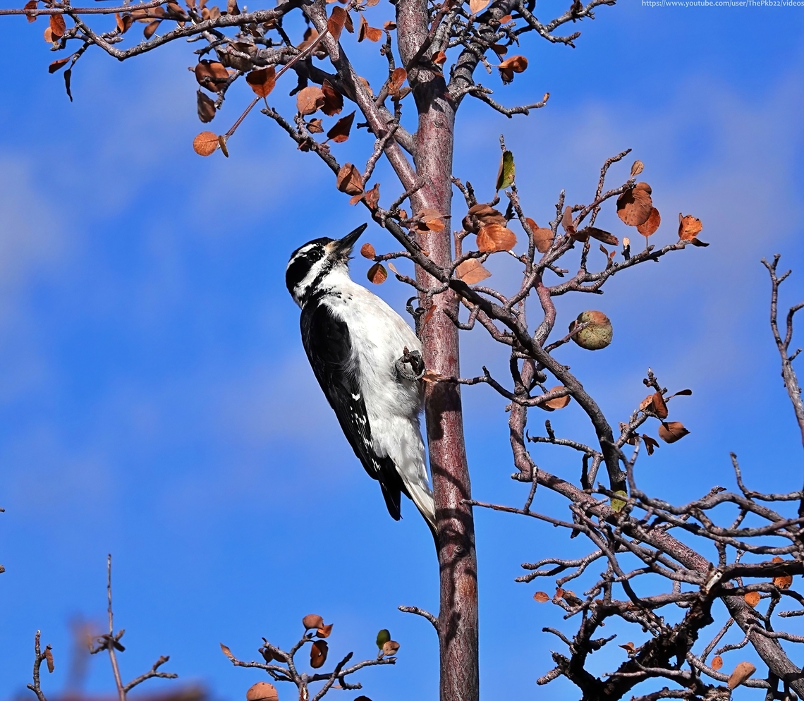 Hairy Woodpecker (Leuconotopicus villosus) Standing in absolute awe, looking out over the rim of the Grand Canyon in Arizona camera in hand, it was going to take someting special to distract me.<br />
<br />
This woodpecker was just the ticket as I suddenly became aware of something moving in a tree just feet away. So I stood a long while longer, this time fascinated by something a little younger than the Canyon.<br />
<br />
Watch it with me and read its species info&#039; in the accompanying commentary, here: <section class="video"><iframe width="448" height="282" src="https://www.youtube-nocookie.com/embed/DVf1FVLCelw?hd=1&autoplay=0&rel=0" frameborder="0" allowfullscreen></iframe></section><br />
<br />
More to come from the Grand Canyon, soon.<br />
                 Fall,Geotagged,Hairy woodpecker,Leuconotopicus villosus,United States