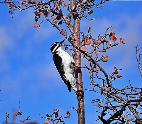 Hairy Woodpecker (Leuconotopicus villosus) Standing in absolute awe, looking out over the rim of the Grand Canyon in Arizona camera in hand, it was going to take someting special to distract me.

This woodpecker was just the ticket as I suddenly became aware of something moving in a tree just feet away. So I stood a long while longer, this time fascinated by something a little younger than the Canyon.

Watch it with me and read its species info' in the accompanying commentary, here: https://www.youtube.com/watch?v=DVf1FVLCelw

More to come from the Grand Canyon, soon.
                 Fall,Geotagged,Hairy woodpecker,Leuconotopicus villosus,United States