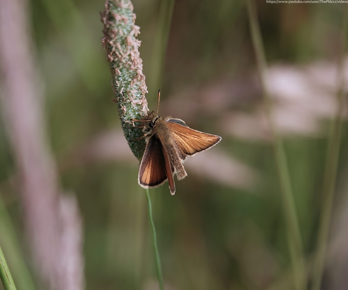 Essex skipper (Thymelicus lineola) Skipper butterflies, from the family Hesperiidae are sometimes mistaken for moths with their small heads and stout bodies but the vertical position of their forewings wings at rest and club-shaped antennae mark them as the former.<br />
<br />
There are 8 species of Skippers in the UK, the Essex Skipper very closely resembling the Small Skipper (Thymelicus sylvestris).<br />
<br />
A clue to one of the differences is in the scientific name &#039;lieola. which means &#039;small line&#039;. This refers to the scent marks on the forewings of the males. On males Small Skippers the scent marks often show an obvious kink which can be quite prominent. The mark crosses at least one of the veins and no longer runs purely parallel to them. On the Essex Skipper these marks are short and straight.<br />
<br />
Another point of difference is the orange-coloured undersides of the tips of the antennae of the T.lineola, entirely black on T. sylvestris.<br />
<br />
Flying from the end of June until the end of August, the Essex Skipper is widespread in south-east England and appears to be extending its range northwards. It can be found in tall, dry grassland, roadside verges and along woodland rides.<br />
<br />
 Essex skipper,Geotagged,Summer,Thymelicus lineola,United Kingdom