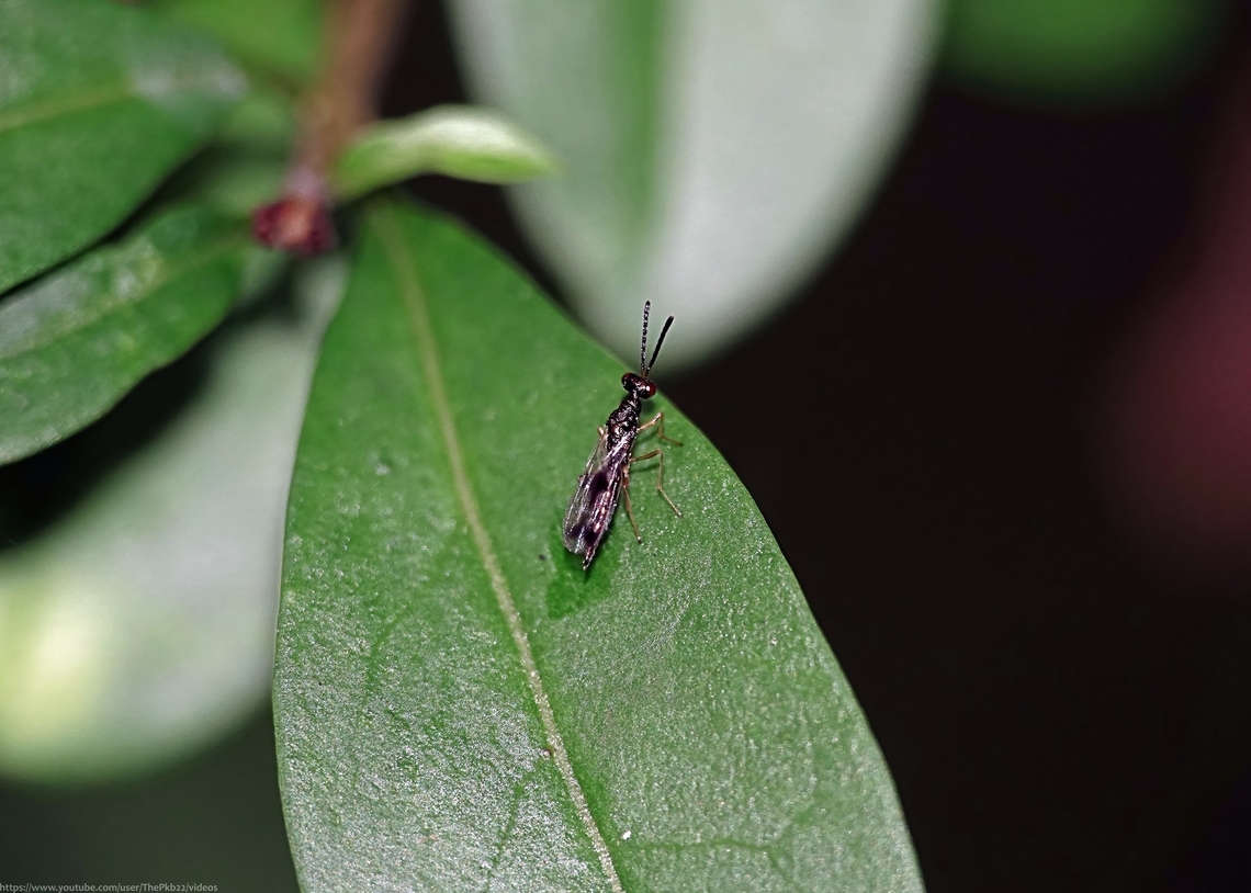 Chalcid wasp 'Gastracanthus pulcherrimus' Chalcid wasps (pronounced &#039;kal-sids&#039;) form one of 19 families contained within the superfamily Chalcidoidea in which 22,000 species have been documented thus far, very many it&#039;s believed, still to be discovered. <br />
<br />
The vast majority are no more than 3mm in length and the family contains the smallest insects in the world, invisible to the naked eye.<br />
<br />
Most adults feed on plant nectar or on the fluids from the wounds of animals. The larvae of most species are parasitic on insects that are pests of food crops, making them beneficial to humans.<br />
<br />
Given these numbers, little detail is known about many Chalcid wasps, and identification of them to species level is notoriously difficult.<br />
<br />
Fortunately Gastracanthus pulcherrimus is the only species of its genus to be found in the UK and that itself is very rare, just 16 records currently on the NBN Atlas.<br />
<br />
Other than that, Gastracanthus pulcherrimus larvae are believed to be parasites of wood boring beetles such as Buprestidae, commonly known as Jewel beetles. Gastracanthus pulcherrimus,Geotagged,Summer,United Kingdom