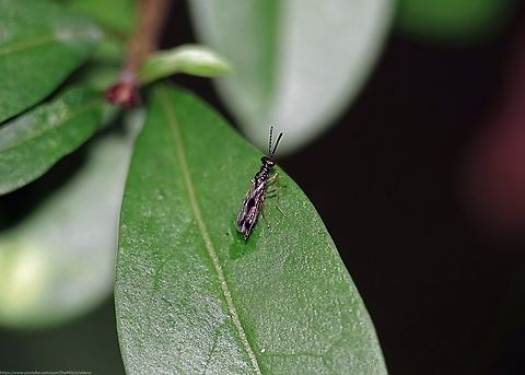 Chalcid wasp 'Gastracanthus pulcherrimus' Chalcid wasps (pronounced 'kal-sids') form one of 19 families contained within the superfamily Chalcidoidea in which 22,000 species have been documented thus far, very many it's believed, still to be discovered. 

The vast majority are no more than 3mm in length and the family contains the smallest insects in the world, invisible to the naked eye.

Most adults feed on plant nectar or on the fluids from the wounds of animals. The larvae of most species are parasitic on insects that are pests of food crops, making them beneficial to humans.

Given these numbers, little detail is known about many Chalcid wasps, and identification of them to species level is notoriously difficult.

Fortunately Gastracanthus pulcherrimus is the only species of its genus to be found in the UK and that itself is very rare, just 16 records currently on the NBN Atlas.

Other than that, Gastracanthus pulcherrimus larvae are believed to be parasites of wood boring beetles such as Buprestidae, commonly known as Jewel beetles. Gastracanthus pulcherrimus,Geotagged,Summer,United Kingdom