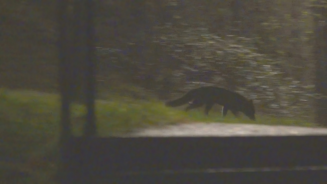 A melanistic Red fox (Vulpes vulpes) I have delayed posting this sighting for a few days under two years.<br />
<br />
In the UK, melanistic wild-living Red foxes, sometimes called 'Black foxes' or even 'Silver foxes' are extremely rare, comprising just 0.1% of the non-captive fox population according to records kept by Black Foxes UK.<br />
<br />
I had the pleasure of seeing this animal on many occasions over an approx. 18 month period, but it took me a full year before I was finally in the right place at the right time, ready to capture it on film.<br />
<br />
The photo above is a screenshot from a compilation video of some of those sightings, which also comes with the full story and an explanation of why I pretty much kept this to myself for a further two years: <section class="video"><iframe width="448" height="282" src="https://www.youtube-nocookie.com/embed/vlU6TTa8RyI?hd=1&autoplay=0&rel=0" frameborder="0" allowfullscreen></iframe></section> Geotagged,Red Fox,United Kingdom,Vulpes vulpes