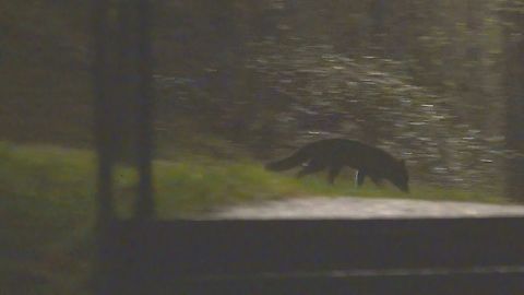 A melanistic Red fox (Vulpes vulpes) I have delayed posting this sighting for a few days under two years.

In the UK, melanistic wild-living Red foxes, sometimes called 'Black foxes' or even 'Silver foxes' are extremely rare, comprising just 0.1% of the non-captive fox population according to records kept by Black Foxes UK.

I had the pleasure of seeing this animal on many occasions over an approx. 18 month period, but it took me a full year before I was finally in the right place at the right time, ready to capture it on film.

The photo above is a screenshot from a compilation video of some of those sightings, which also comes with the full story and an explanation of why I pretty much kept this to myself for a further two years:  https://www.youtube.com/watch?v=vlU6TTa8RyI Geotagged,Red Fox,United Kingdom,Vulpes vulpes