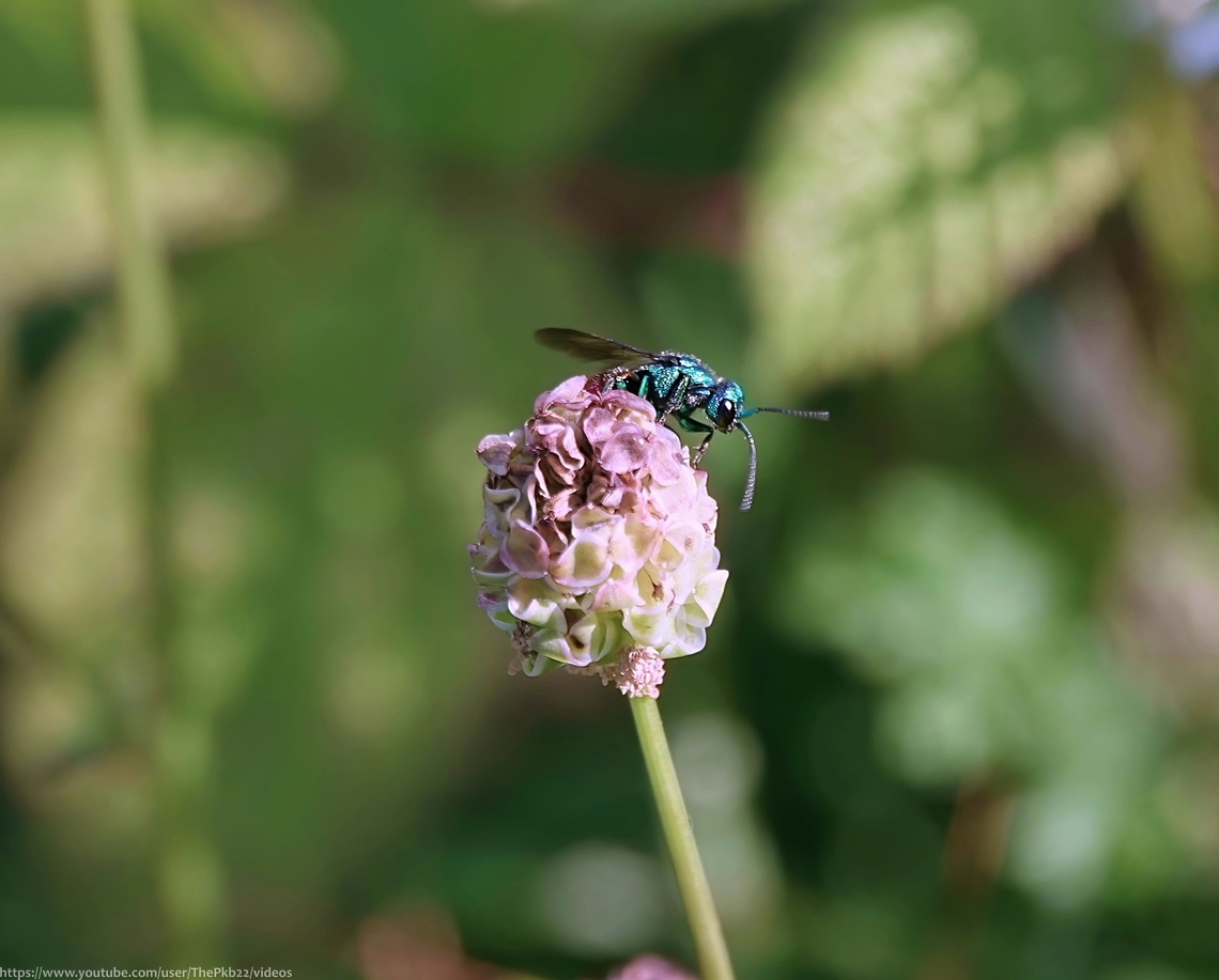 Cuckoo Wasp 'Holopyga generosa' Holopyga generosa also known as H. ovata is a rarely recorded Cuckoo wasp generally only present in the UK on the Channel Islands of Sark and Jersey,<br />
<br />
Cuckoo wasps, also called Jewel wasps, Gold wasps, Emerald wasps or Ruby-tailed wasps are a group of over 3,000 described species of parasitic/kleptoparasites<br />
<br />
They are usually well sculptured, with brilliantly-coloured metallically iridescent &amp; heavily exoskeletoned bodies. Colours  can be a combination of either red, green, blue, purple or gold <br />
<br />
However, don&#039;t be fooled by these beautiful looking insects, they have a darker side (as we interpret it). Being parasitoid asnd kleptoparasitic the larvae both steals the provisions intended for the host&#039;s young and when the provisions have been consumed, feast on the young themselves.<br />
<br />
The tough adult exoskeletons protect them from attack by other wasps and yet are flexible enough to roll into a tight ball for added protection.<br />
<br />
H. generosa is around 7-9 mm in length. Both sexes are similarly bicoloured with a green or blue head and mesosoma and multidentate tarsal claws (featuring several &#039;teeth&#039;).<br />
<br />
The few records that exist suggest a flying season between April and September during which adults visit sparsely vegetated sandy areas &amp; dry meadows feeding off flowers of Apiaceae, Asteraceae, Euphorbiaceae, Onagraceae and Rosaceae.<br />
<br />
It&#039;s thought Astata boops commonly known as the Shieldbug Stalker is the host species for the larvae.<br />
<br />
<br />
<br />
 Geotagged,Holopyga generosa,Summer,United Kingdom
