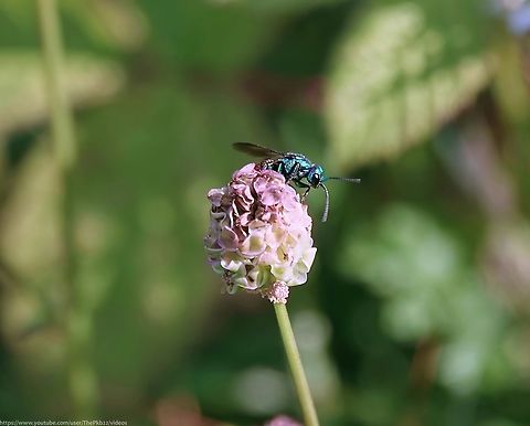 Cuckoo Wasp 'Holopyga generosa' Holopyga generosa also known as H. ovata is a rarely recorded Cuckoo wasp generally only present in the UK on the Channel Islands of Sark and Jersey,

Cuckoo wasps, also called Jewel wasps, Gold wasps, Emerald wasps or Ruby-tailed wasps are a group of over 3,000 described species of parasitic/kleptoparasites

They are usually well sculptured, with brilliantly-coloured metallically iridescent & heavily exoskeletoned bodies. Colours  can be a combination of either red, green, blue, purple or gold 

However, don't be fooled by these beautiful looking insects, they have a darker side (as we interpret it). Being parasitoid asnd kleptoparasitic the larvae both steals the provisions intended for the host's young and when the provisions have been consumed, feast on the young themselves.

The tough adult exoskeletons protect them from attack by other wasps and yet are flexible enough to roll into a tight ball for added protection.

H. generosa is around 7-9 mm in length. Both sexes are similarly bicoloured with a green or blue head and mesosoma and multidentate tarsal claws (featuring several 'teeth').

The few records that exist suggest a flying season between April and September during which adults visit sparsely vegetated sandy areas & dry meadows feeding off flowers of Apiaceae, Asteraceae, Euphorbiaceae, Onagraceae and Rosaceae.

It's thought Astata boops commonly known as the Shieldbug Stalker is the host species for the larvae.



 Geotagged,Holopyga generosa,Summer,United Kingdom