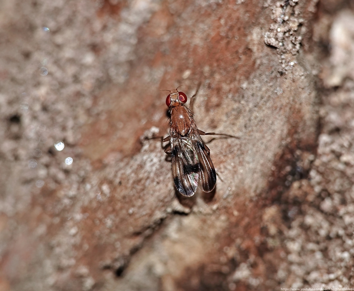 Druid Fly 'Clausia tigrina' Here's a question I doubt you ever anticipated being asked: 'What do a family of flies and a bunch of (possibly) naked men in a forest 2,000 years ago have in common?'<br />
<br />
The answer, of course(!) is 'dancing'.<br />
<br />
Intrigued? You ought to be!<br />
<br />
Find the answer and maybe join the rhythm here: <section class="video"><iframe width="448" height="282" src="https://www.youtube-nocookie.com/embed/pEq5GgbVt-Q?hd=1&autoplay=0&rel=0" frameborder="0" allowfullscreen></iframe></section><br />
<br />
            Clusia tigrina,Geotagged,Summer,United Kingdom