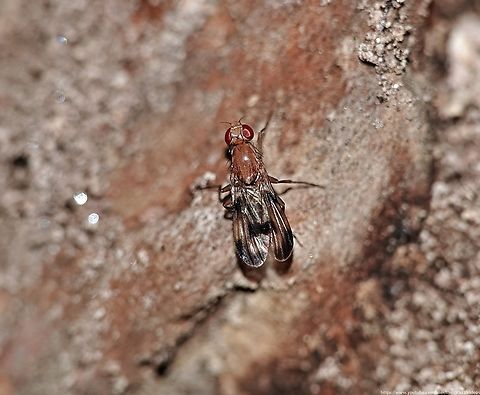 Druid Fly 'Clausia tigrina' Here's a question I doubt you ever anticipated being asked: 'What do a family of flies and a bunch of (possibly) naked men in a forest 2,000 years ago have in common?'

The answer, of course(!) is 'dancing'.

Intrigued? You ought to be!

Find the answer and maybe join the rhythm here: https://www.youtube.com/watch?v=pEq5GgbVt-Q

            Clusia tigrina,Geotagged,Summer,United Kingdom